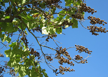 Paulownia